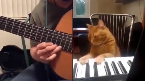 Someone did a collab tiktok with a cat and it's perfect