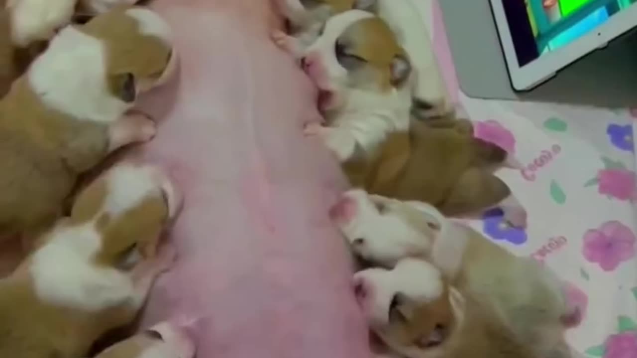 Corgi mom feeding babies