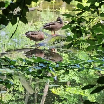 What duck maintenance is all about #mockumentary #nature