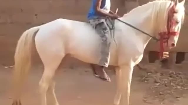 Young Hausa Boy Playing with horse #Nigeria #kano #Africa