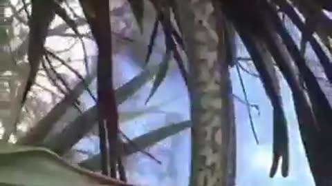 SNAKE ATTACK MONKEY