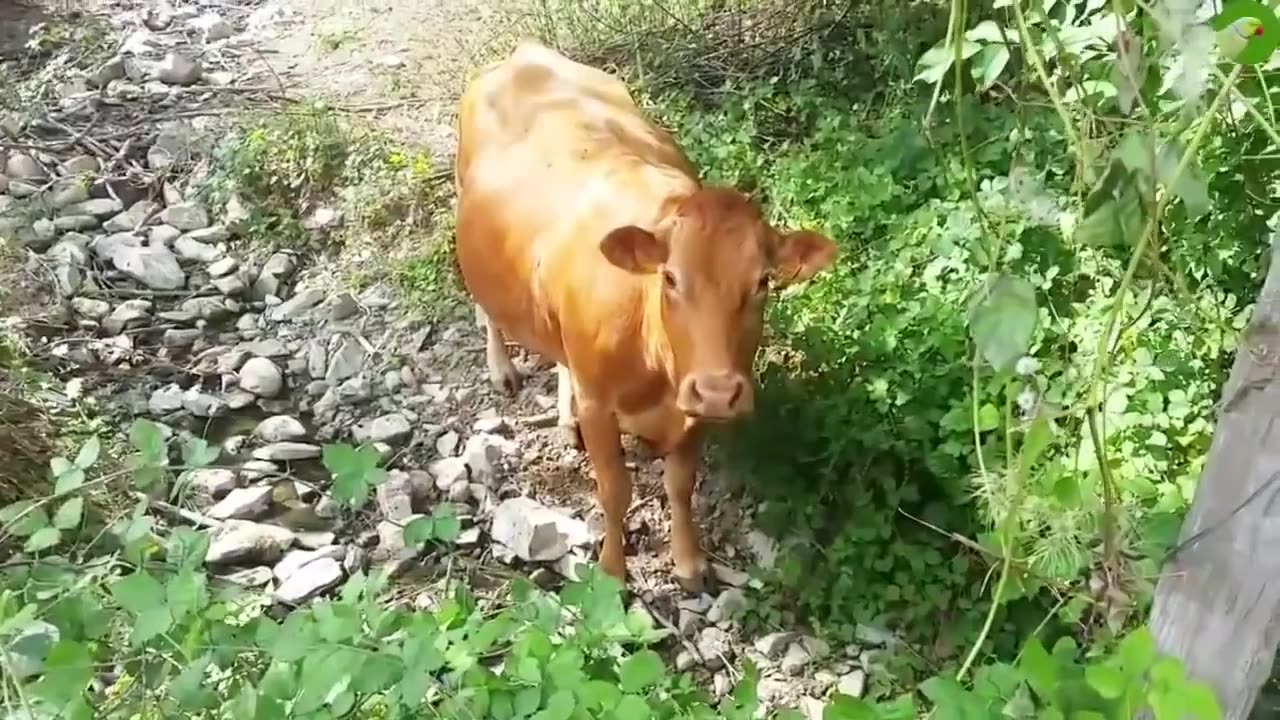 COWS FUNNY