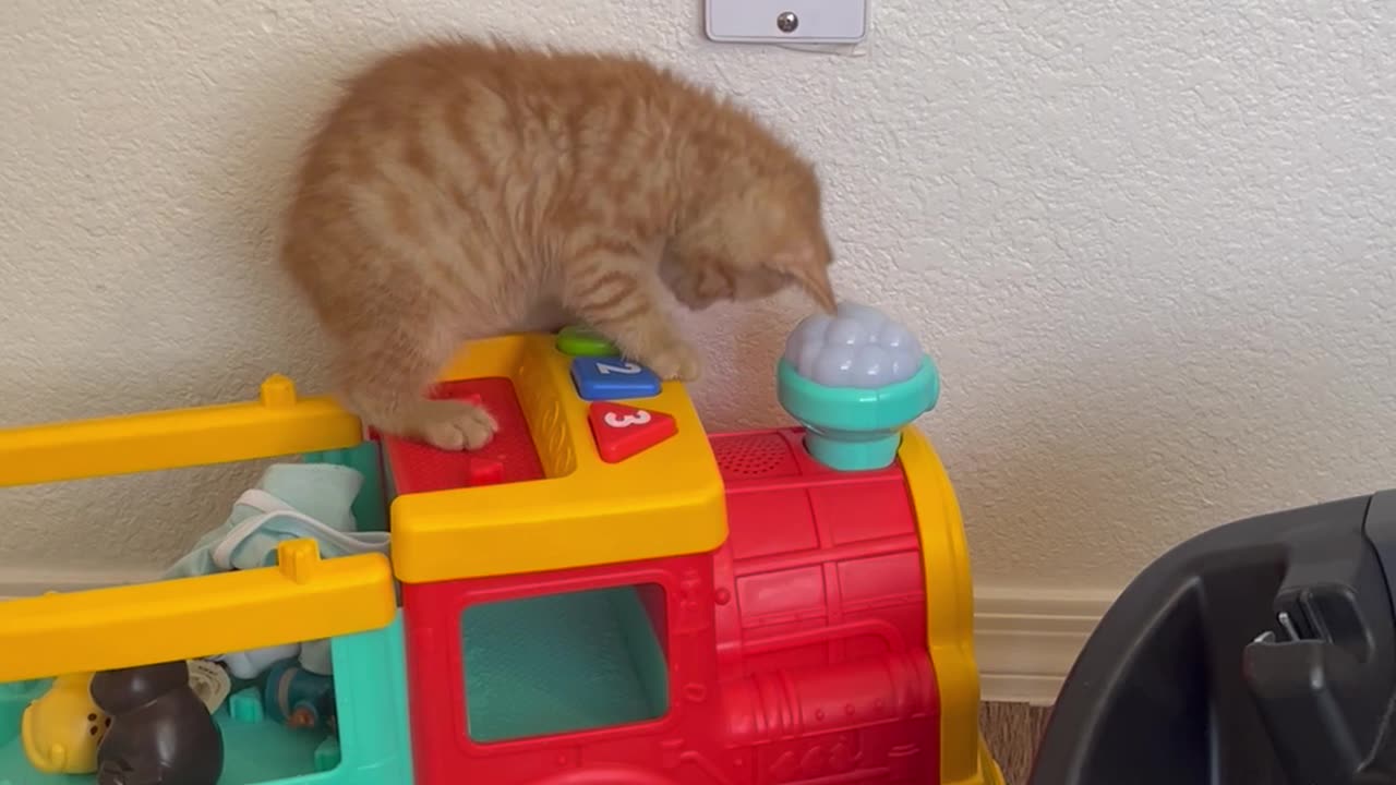 Kitten Plays With Toy Train