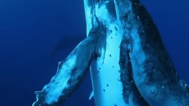 The whale