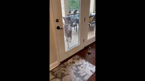 hungry deer demands food by stomping her hoop