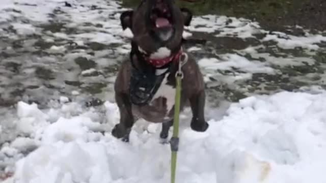 This dog is best volleyball player so far.. Watch now!