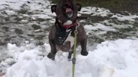 This dog is best volleyball player so far.. Watch now!