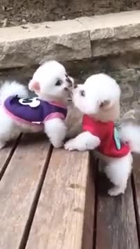Adorable puppies dog