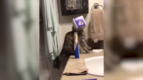 Funny Cat Scares Of Ordinary