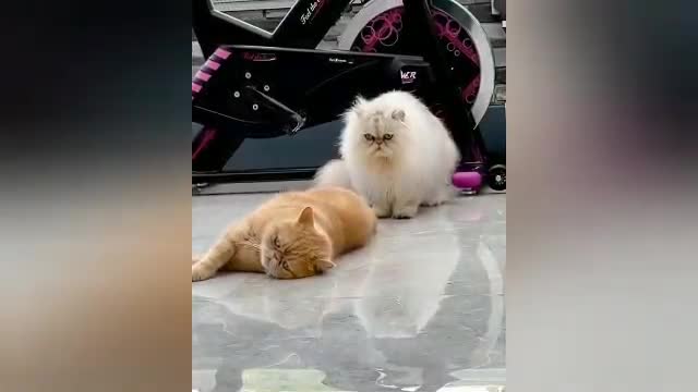 cat,dog and duck funny video