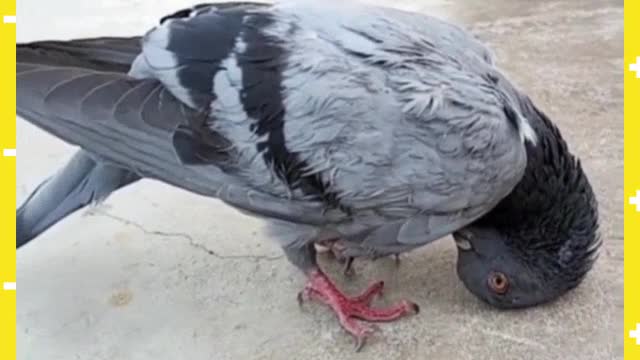 Amazing Pigeon, Amazing pigeon, see how it is worshiping God in the mosque.