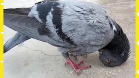 Amazing Pigeon, Amazing pigeon, see how it is worshiping God in the mosque.