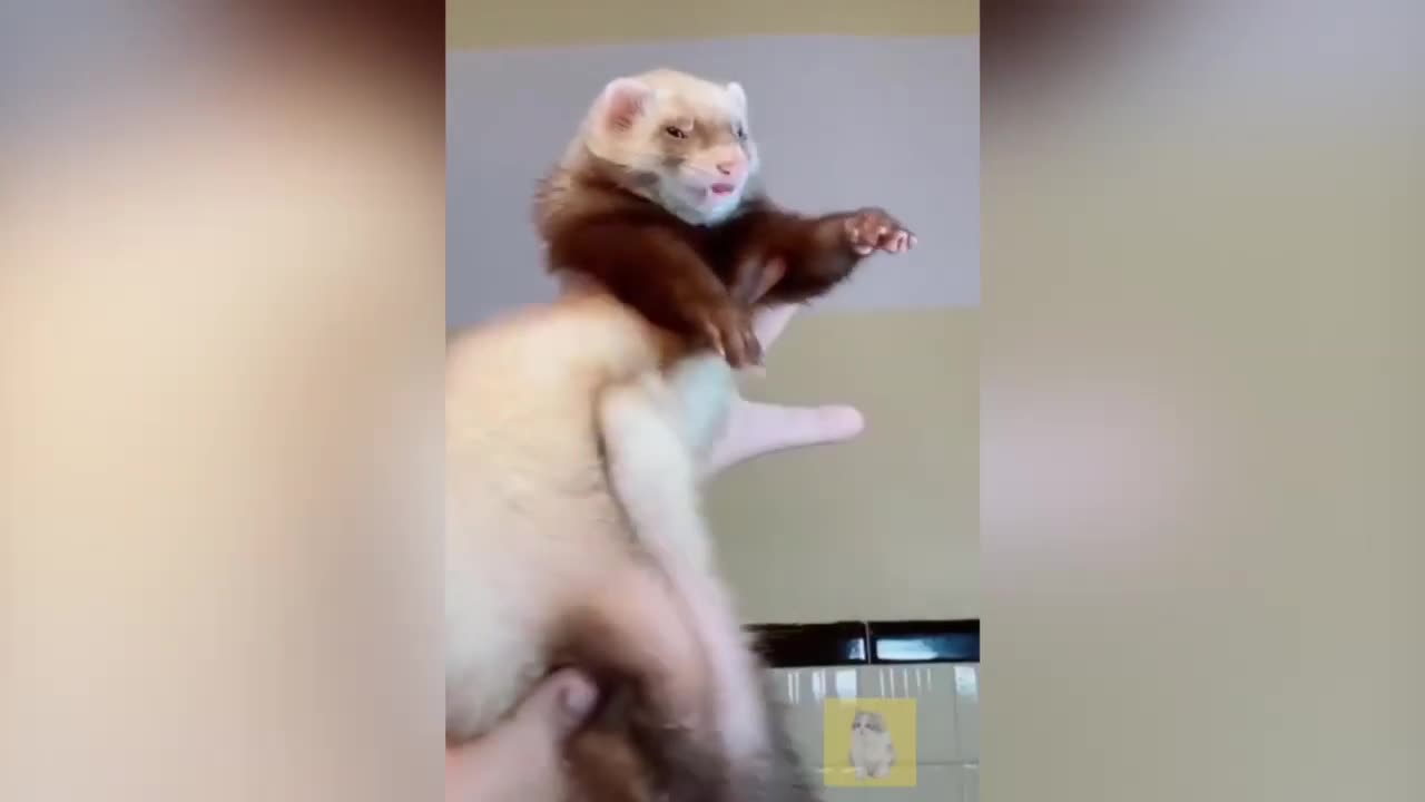 Ferrets Are Beyond Funny - Try Not To Laugh | funny animal town