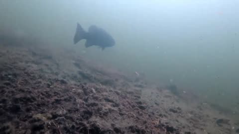 Curious fisher man drop camera on fish that he can't caught