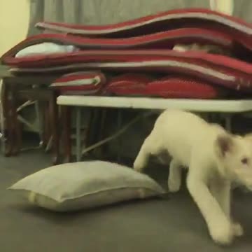 Cachorro de león mira intensamente un documental de naturaleza en TV