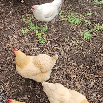 OMC! Whitey and Red#1 play a bit of musical perch! #chickens #perch #shorts #shortsvideo #friends