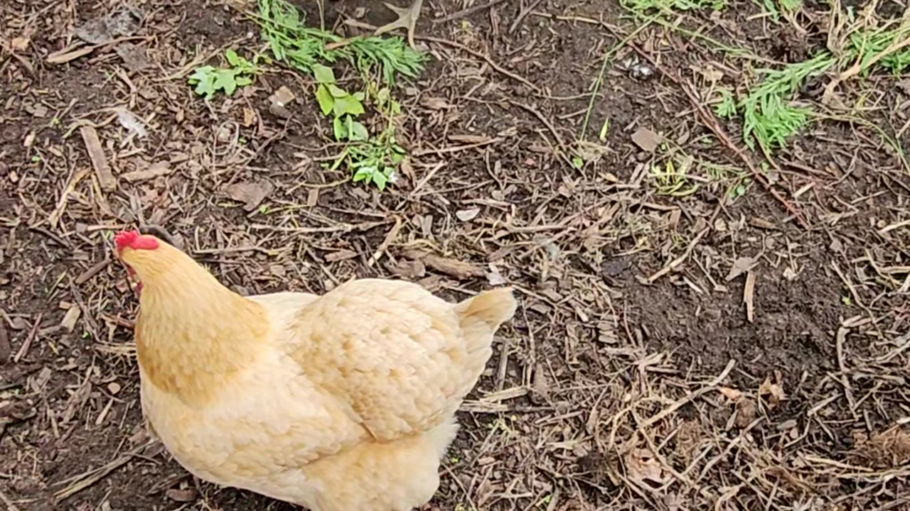 OMC! Whitey and Red#1 play a bit of musical perch! #chickens #perch #shorts #shortsvideo #friends