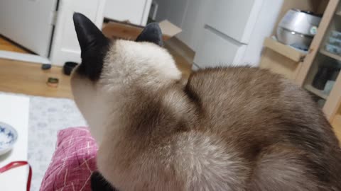 Is it a knee or a pillow?