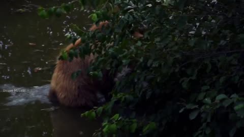 #Wild Animals #Forest #nature with music & 4K videos