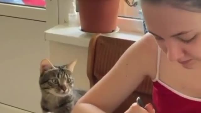 Loving parrots affectionately hug their cat friend