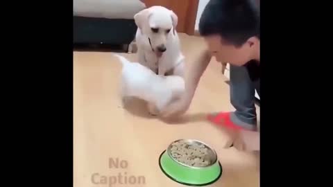 puppy wants to eat
