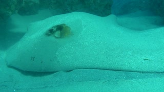 Blue spotted stingray On the seabed in the Red Sea 6