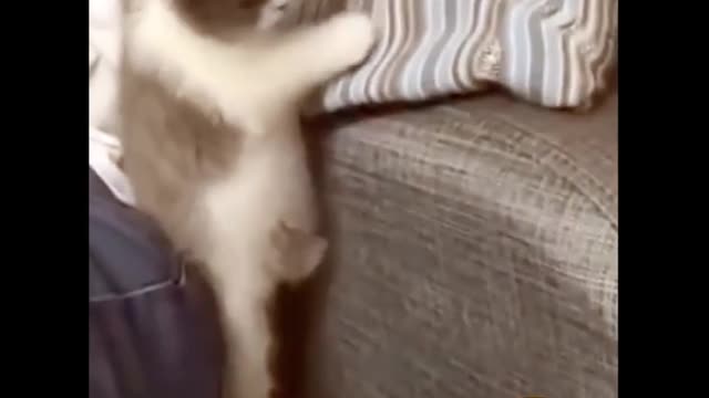 😂 Funny Cat Videos 🐱 Try Not to Laugh