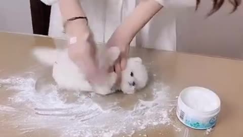 Baby Cute and Funny Dog Video