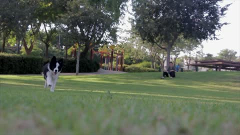 Bring the puppy to play in the garden to show his strength in enjoying nature