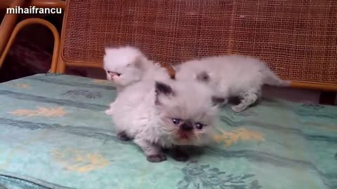 look at the cuteness that these kittens are!