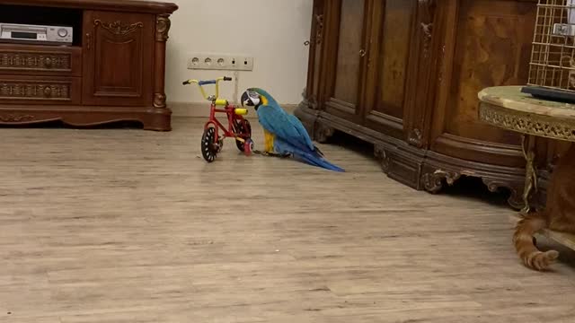 Birdie Rides Miniature Bicycle