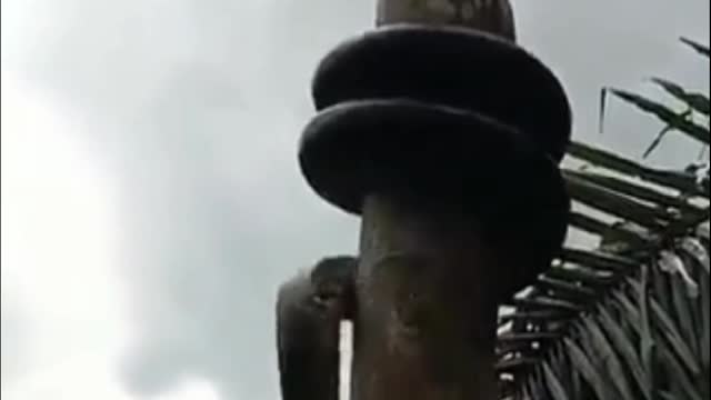 A Wonderful Snake🐍 video.