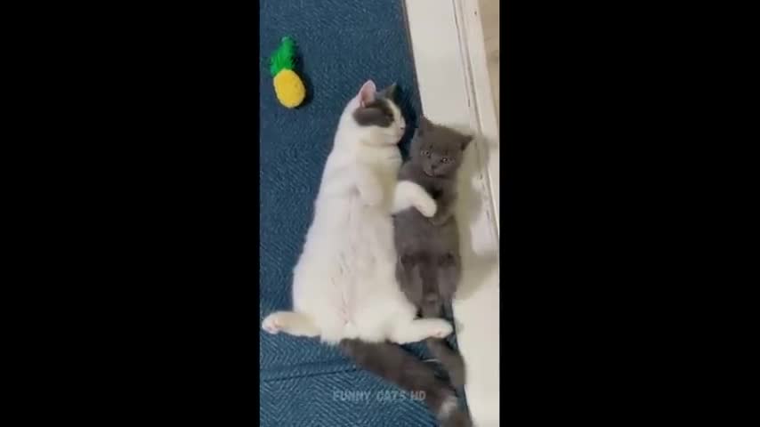 Funniest Cats 😹- Best Of The 2022 Funny Cat Videos 😂- Funny Cats