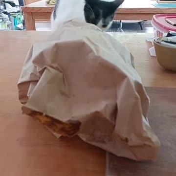 😺:"If I can't see them. They can't see me