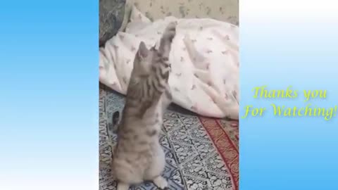 funny cats lovers should watch this