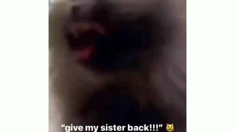 FUNNY cat video 😂😂😂