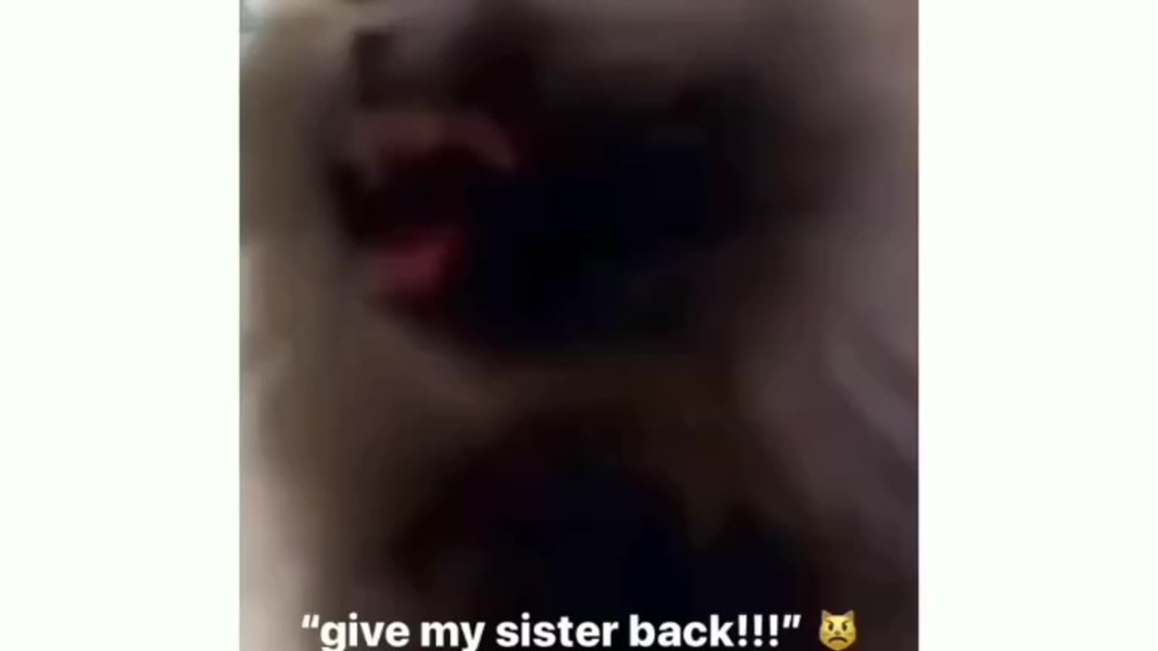 FUNNY cat video 😂😂😂