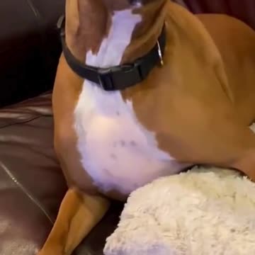 Hope he’s not allergic to dogs 🤧