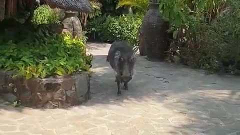 Hungry Wild Boar Smached A Guy Into The Ceiling