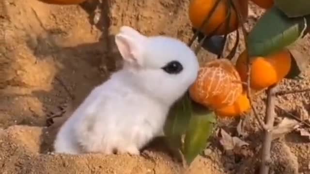 Cute rabbit eat orange