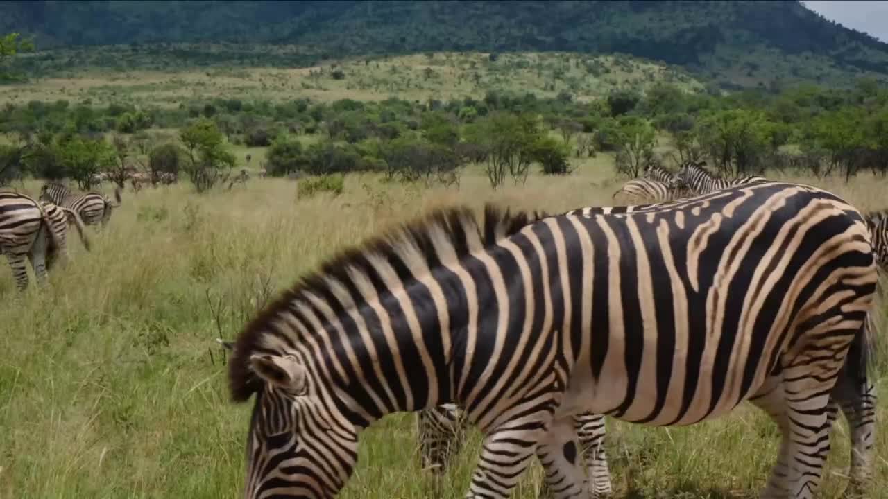 Beautiful zebra