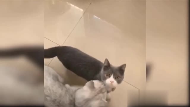 best moment cat jumping video