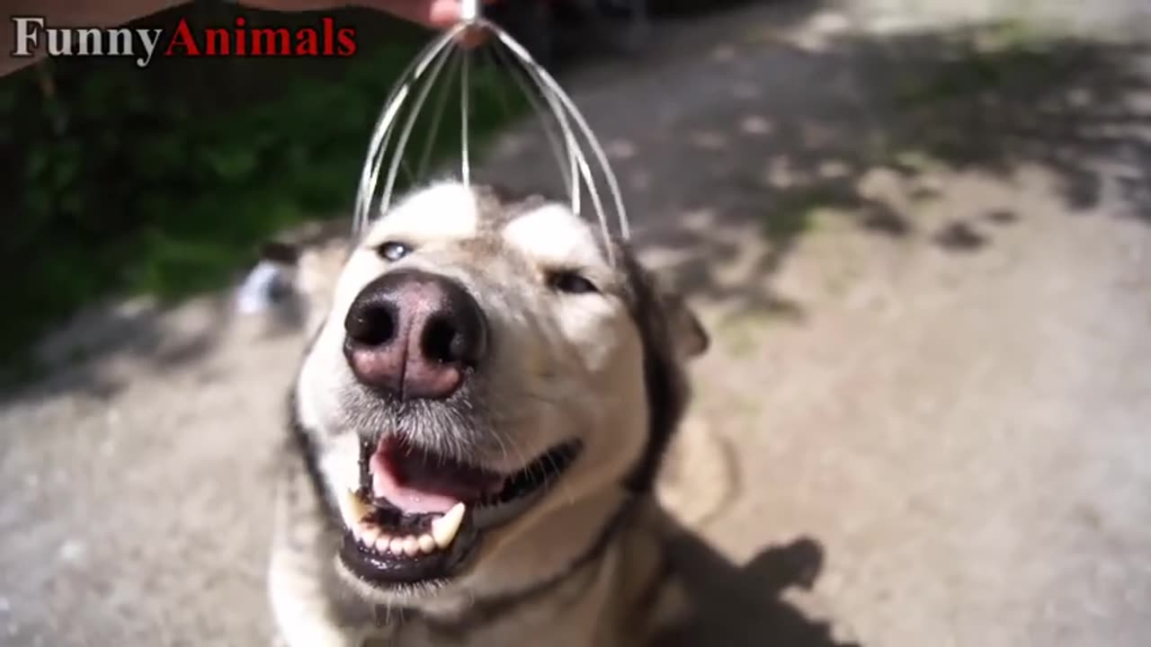 Funny animal videos