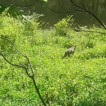 Coyotes are In my Yard