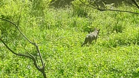 Coyotes are In my Yard