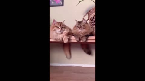 Cat video