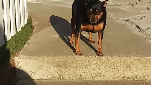 Hunde freestyle, freestyle, heelwork to music, dog, Crufts, 2019, dog dancing #shorts