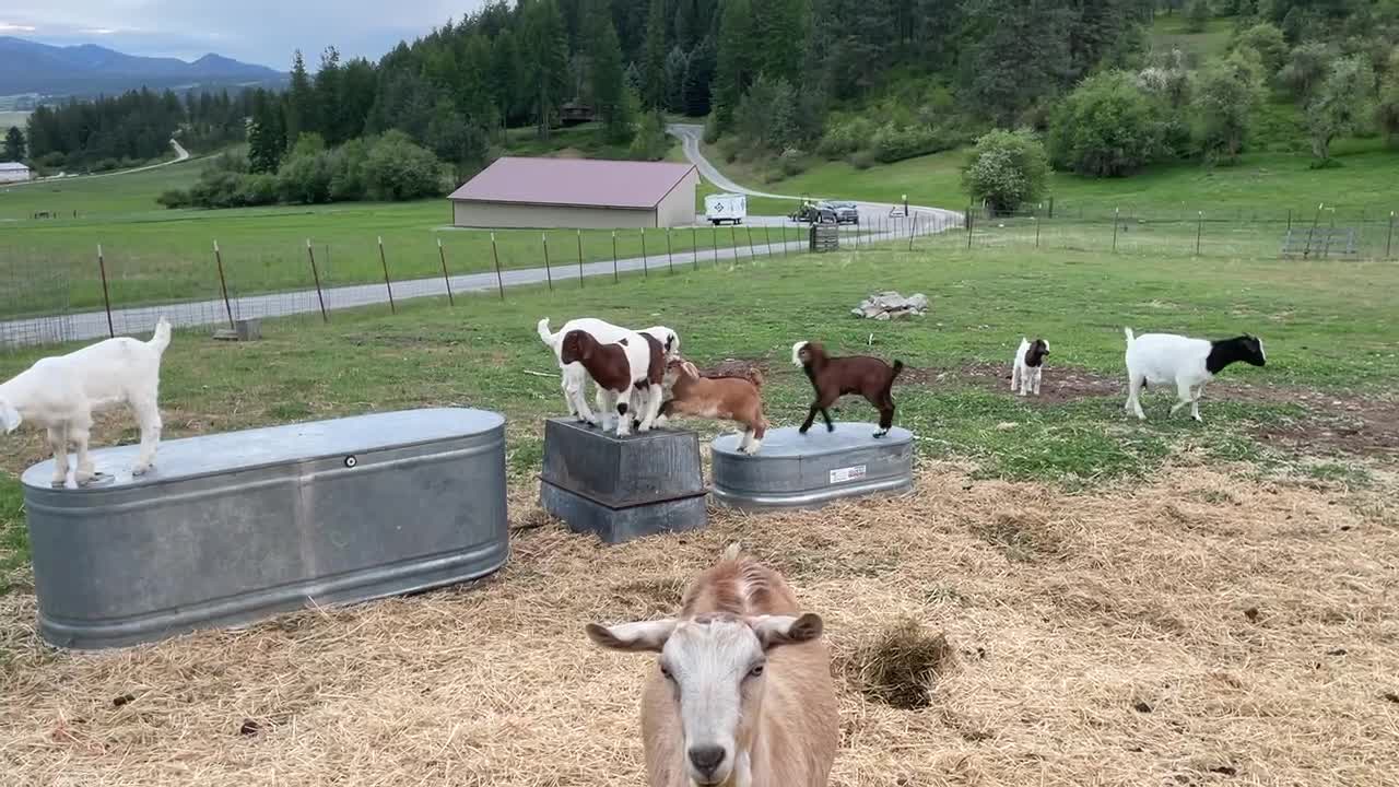 Little Lambs Playing