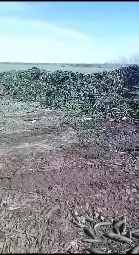 А на прилавке будут по цене золота 😡