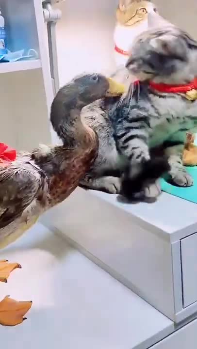 Baby Cats || Kucing Lucu - Funny And Cute Cat Videos #cat #funny #shorts